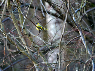 Mały ślicznie ubarwiony  czyż pospolity, (Spinus spinus) wśród  bezlistnych gałęzi w zimie.  Najłatwiej zauważyć czyża zimą na gałęziach olchy lub brzozy w różnych środowiskach, gdzie rosną te drzewa © JDziedzic