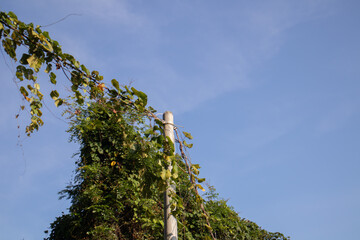 Green Vine Plant Climbing a Utility Pole Against Clear Blue Sky