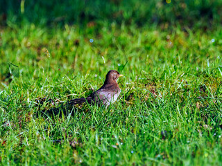 Samica Kos (Turdus merula) wiosną przeszukuje trawniki w poszukiwaniu pożywienia dla piskląt.
Samice kosa z wierzchu są zabarwione na ciemny kolor oliwkowobrązowy do oliwkowoszarego.