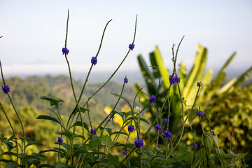 Small Purple Wildflowers Growing in Green Grass Under Sunlight