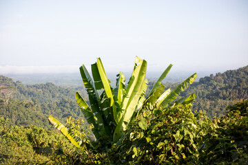 Wild Banana Tree Growing on a Lush Tropical Hillside Under Clear Sky