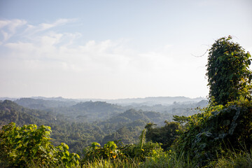High Angle View of Lush Tropical Forest Valley Under Clear Sky