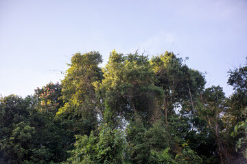 Close Up of Purple Wildflowers Climbing on Vines in Sunny Field