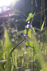 Small Purple Flowers and Green Leaves Vine in Sunlight with Bokeh