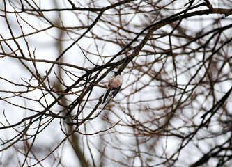 Raniuszek zwyczajny (Aegithalos caudatus) wśród bezlistnych gałązek na przedwiośniu.  Ma charakterystyczna sylwetka: kulisty tułów i nieproporcjonalnie długi, czarno-biały ogon. © JDziedzic