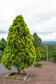 A Tree at Tukad Bangkung Bridge Park, Bali, 2020