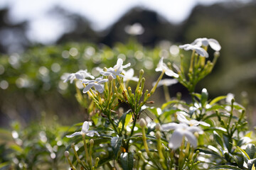 Delicate White  Flowers Blooming in the Wild Representing Purity and Natural Serenity