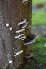 Wild Shelf Fungi Growing on Weathered Tree Bark Representing Decomposition and Natural Cycles