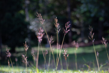 Delicate Wild Grass Flowers in Soft Sunlight Representing Simplicity and Natural Grace