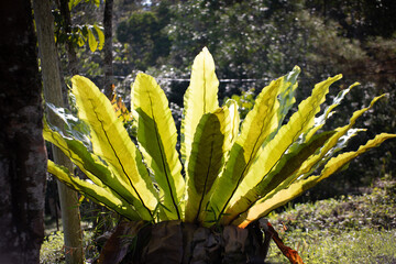Translucent Bird's Nest Fern Leaves in Bright Sunlight Representing Vitality and Natural Structure
