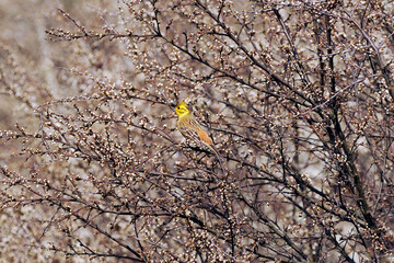Trznadel zwyczajny  (Emberiza citrinella) wczesną wiosną  w szacie godowej  wśród wiosennych gałązek. Jesienią i zimą pożywienie jego to nasiona traw, najróżniejszych chwastów i ziarna zbóż. © JDziedzic