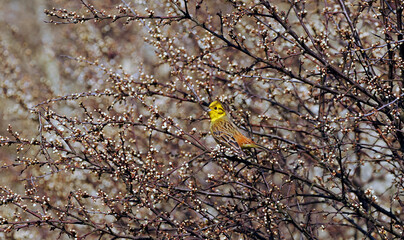 Trznadel zwyczajny  (Emberiza citrinella) wczesną wiosną  w szacie godowej  wśród wiosennych gałązek. Jesienią i zimą pożywienie jego to nasiona traw, najróżniejszych chwastów i ziarna zbóż. © JDziedzic