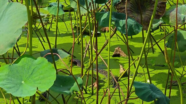 Asian Water Monitor lizard calmly swimming in green water among duckweed