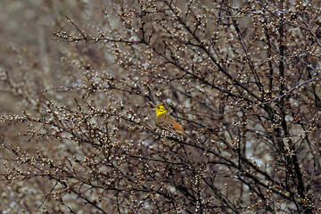 Trznadel zwyczajny  (Emberiza citrinella) wczesną wiosną  w szacie godowej  wśród wiosennych gałązek. Jesienią i zimą pożywienie jego to nasiona traw, najróżniejszych chwastów i ziarna zbóż. © JDziedzic