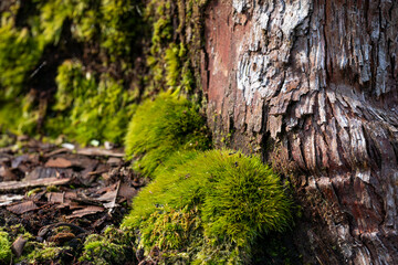 Thick Cushions of Vibrant Green Moss on Textured Tree Bark Representing Resilience and Softness