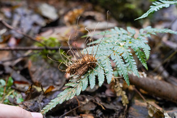 Parasitic Cordyceps Fungus Emerging from Insect Host on Rainforest Floor with Ferns

