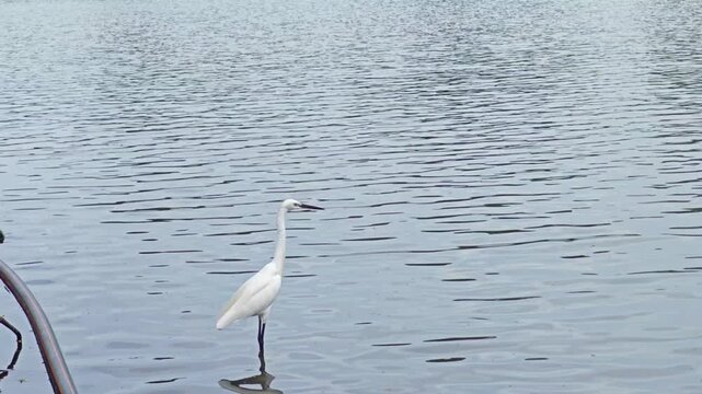 Great White Heron standing in the water of a lake in the middle of a park in Bangok, Thailand
