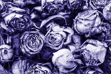 Dried blue purple roses texture background floral pattern withered flowers natural abstract close-up design wallpaper botanical dark mood wilted petals romantic melancholy arrangement vintage rustic