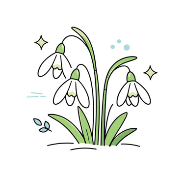 Elegant Snowdrop Illustration. Snowdrops early spring illustration. A simple close-up of snowdrop flowers with curved stems and hanging buds. Fragile beauty,