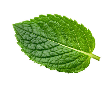 A single fresh green mint leaf isolated on a white background.