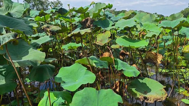 A pond with green lotus leaves on long stems swaying in the wind