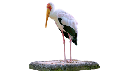 white stork ciconia, standing on the table