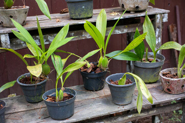 Young Orchid Plants in Black Plastic Pots on a Wooden Bench
