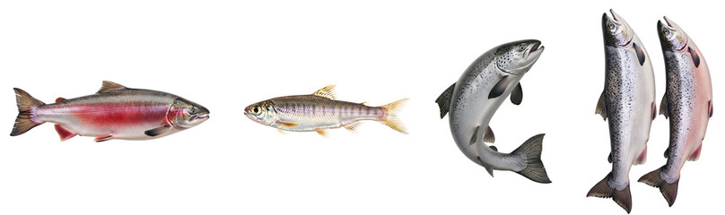 Obraz premium Collection of various salmon and trout species illustrating different life stages and sizes for aquatic wildlife study on transparent background