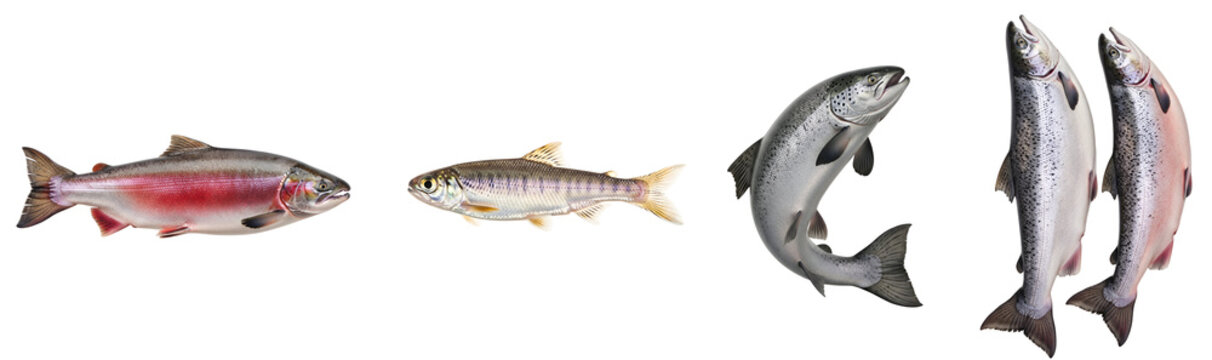 Collection of various salmon and trout species illustrating different life stages and sizes for aquatic wildlife study on transparent background