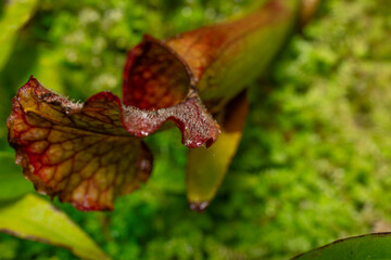 Purple Pitcher Plant, macro photograph showing soft needles on the surface