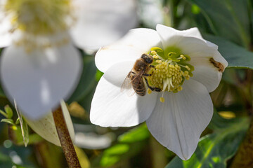Close-up of a bee on a white Christmas rose (Helleborus niger)