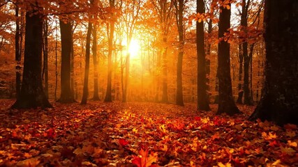 Dappled Forest Floor amber glow autumn A close up tracking shot across the forest floor, focusing on vibrant fallen autumn leaves and