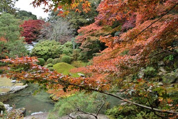 秋色に染まる相阿弥の庭　青蓮院(京都市東山区)