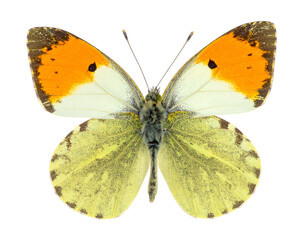 Orange Tip Butterfly Macro Photography Isolated On White.