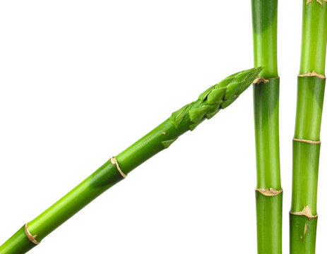 Fresh Asparagus Spear Against Green Bamboo Stalks.