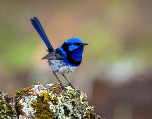 Obraz premium Vivid portrait of a small, vibrant blue-and-grey bird perched on a mossy log, facing right