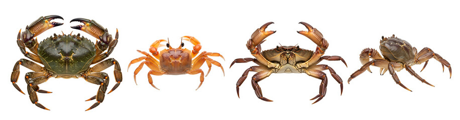 Image of Collection of four different types of edible sea crabs showcasing various colors and predatory claw positions isolated on transparent background printed on Printed Glass Basin Splashbacks