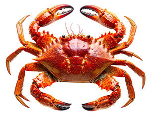 A vibrant red crab with its claws raised in a defensive posture isolated on a clean white background.