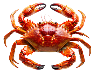 A vibrant red crab with its claws raised in a defensive posture isolated on a clean white background.