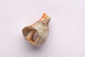 Dry light-colored Rapa whelk shell on a light background, macro shot
