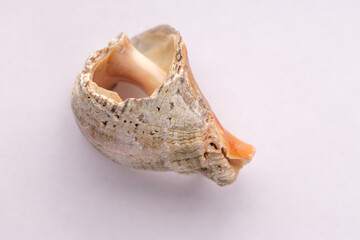 Veined Rapa Whelk Shell -  species of predatory gastropod mollusk, dried, texture of the mollusk shell 
