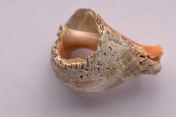 Black Sea rapana shell, dried and cleaned, aged with visible shell texture