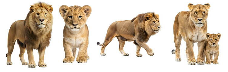 Obraz premium Life Cycle of a Lion – Growth Stages on transparent background