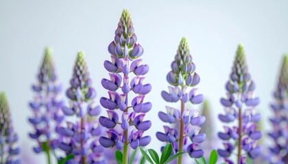 Naklejka premium Vibrant purple Lupine flowers in a field