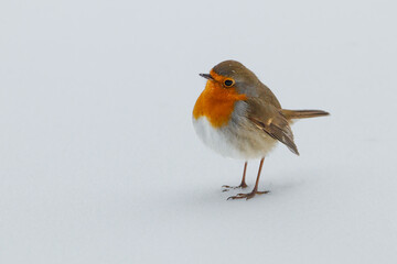 robin in snow