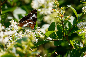 White admiral