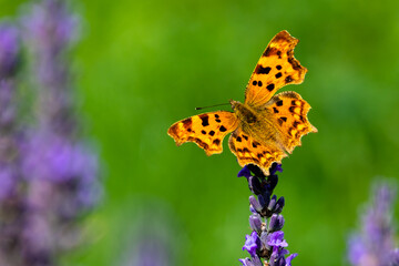 Comma butterfly