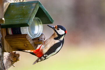 Spotted woodpecker