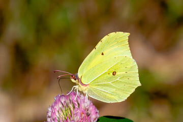 Brimstone