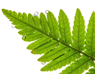 Close-up of a vibrant green fern frond with water droplets.